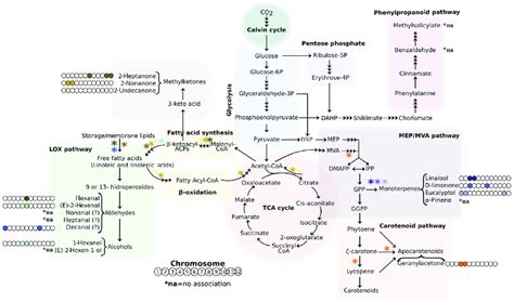 Schematic Representation Of The Pathways Leading To The Biosynthesis Of