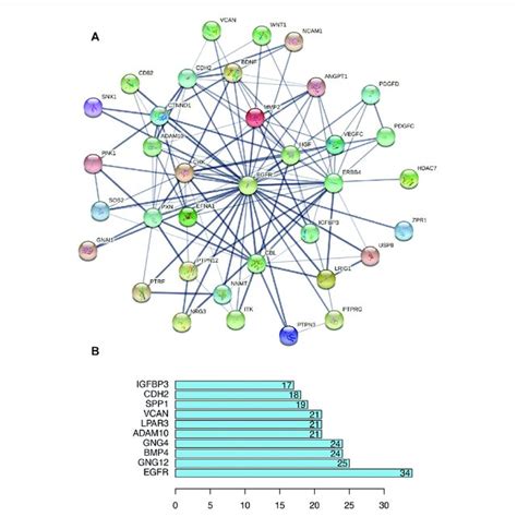 Protein Protein Interaction PPI Analysis Of LncRNA Correlated PCGs