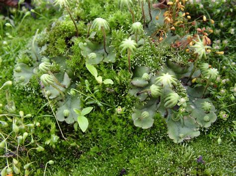 Marchantia: thalloid liverwort – Inanimate Life