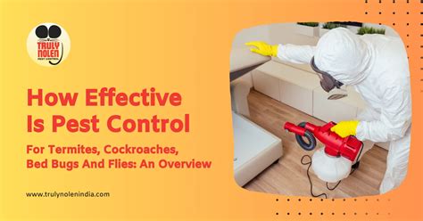 How Effective Is Pest Control For Termites Cockroaches Bed Bugs And