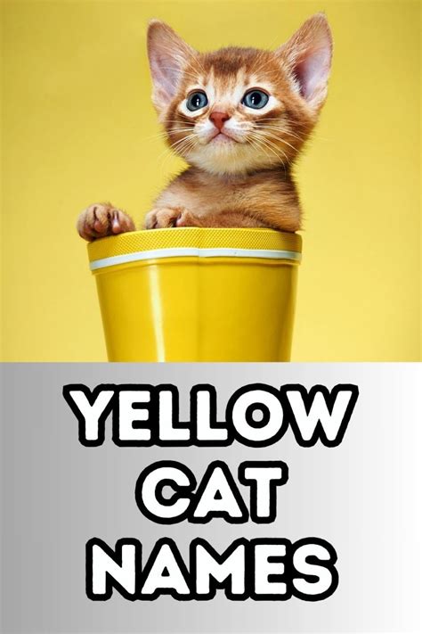 150 Yellow Cat Names for Your New Ray of Sunshine