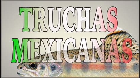Truchas Mexicanas The Native Trout Of Mexico Youtube