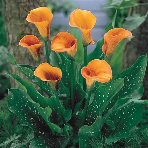 Beatrix Calla Lily Brecks Premium Bulbs