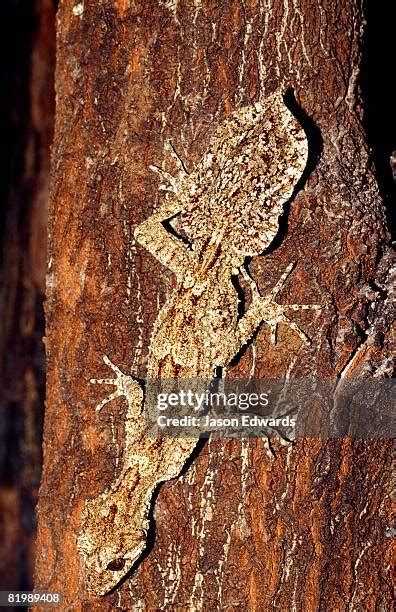 Spiky Lizards Photos and Premium High Res Pictures - Getty Images