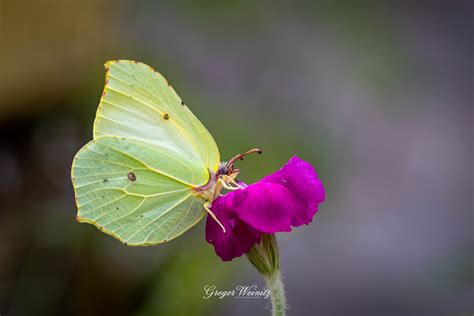 Citronfj Ril Gonepteryx Rhamni Greger Weinitz Flickr