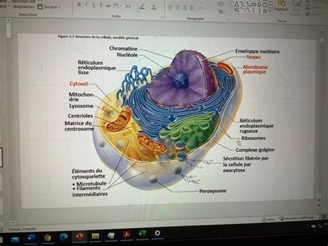 Physiologie Humaine Cours 2 Flashcards Quizlet