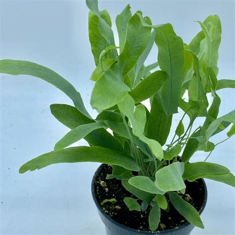 Blue Star Fern (4″) – Plant Van