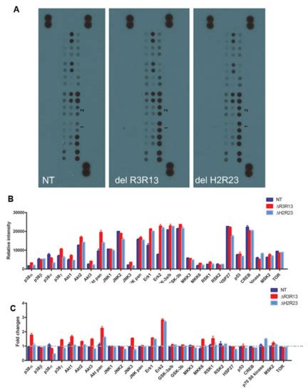 Ijms Free Full Text Effects Of Mini Dystrophin On Dystrophin