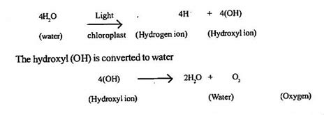 Photosynthesis Equation, Process, Steps and Diagram - Jotscroll