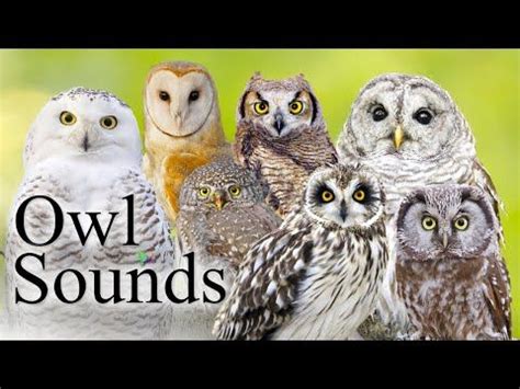 The Best Owl Sounds🦉- Different Types of North American Owls and Their Sounds🎶 - YouTube | Owl ...