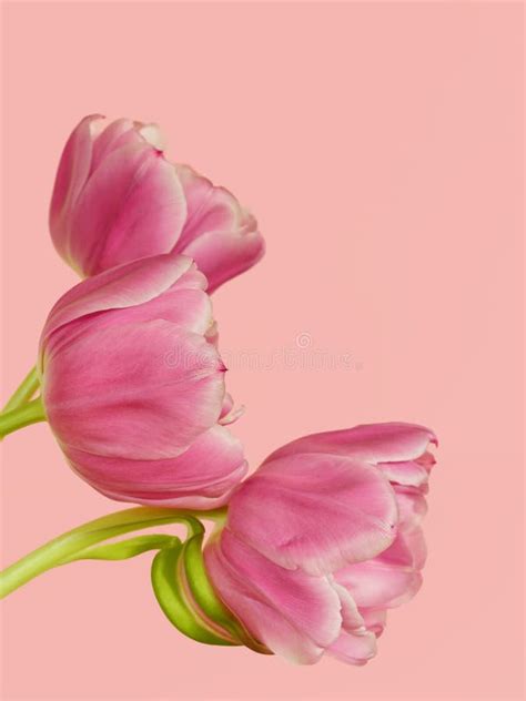 Pink Tulips Stock Photo Image Of Classic Beauty T 39477714