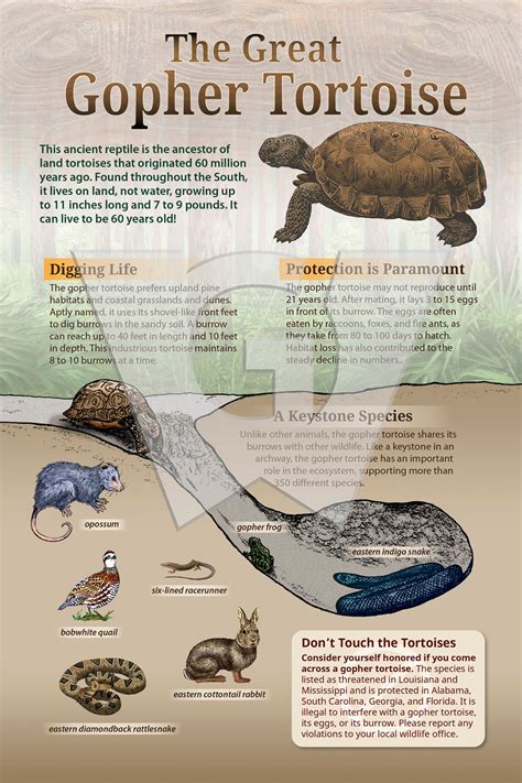 Gopher Tortoise – Wilderness Graphics, Inc.