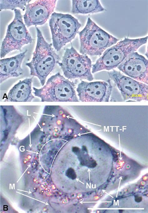 A Bright Field Micrographs Of Hela Cells With Mtt Formazan Granules