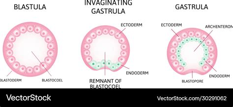 Gastrulation Process