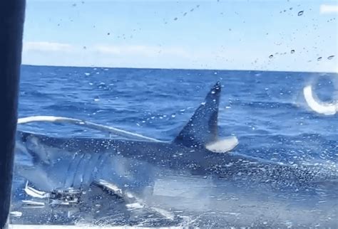 Mako Shark Jumps on a Fishing Boat - We Love Sharks!