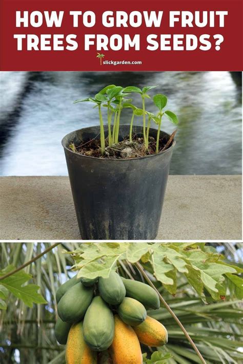 How To Grow Fruit Trees From Seeds In 2023 Fruit Trees Growing Fruit Indoor Fruit Trees