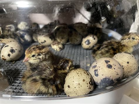 How Long Do Coturnix Quail Eggs Take To Hatch Sandy Soil Farms