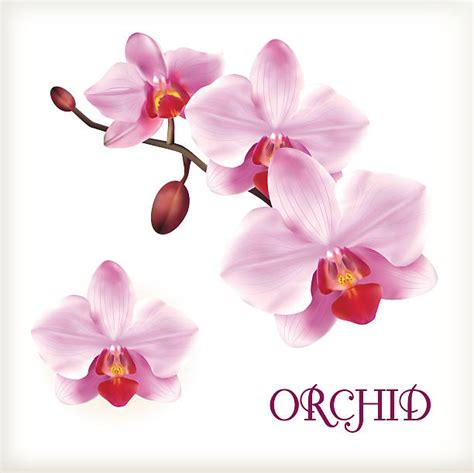 Royalty Free Orchid Clip Art Vector Images And Illustrations Istock