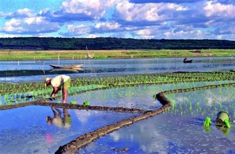 Custo de produção de arroz por hectare saiba agora como calcular