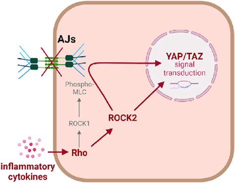 A Model For Rock Dependent Regulation Of Keratinocyte Mechanoresponse