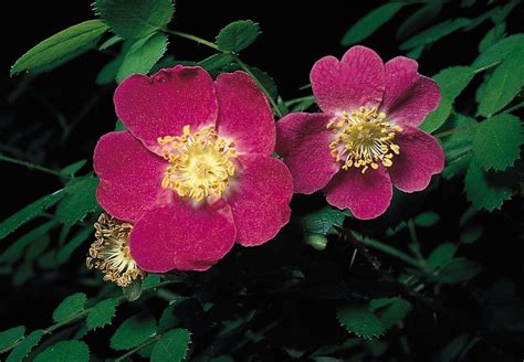 Sweetbrier Fragrant Thorny Rose Britannica