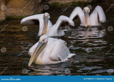 Pelicans In Water Stock Image Image Of Pelicans Grace 37884757