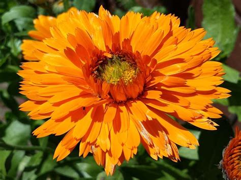 Insektensaatgut De Ringelblume Snow Princess Calendula Officinalis