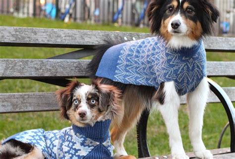 Mejores Ropa Y Accesorios Para Perros Muy Perrunos