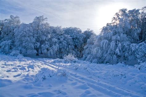 Snowy Trees in the Mountains Stock Photo - Image of mystical, frosty ...