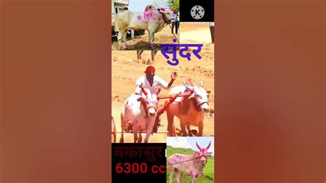 बकासुर आणि सुंदर बकासुर सुंदर Bailgadasharyat 5050 Youtube