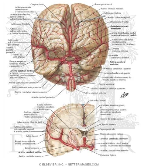 Arteries Of Brain Frontal View And Section Arterial Supply Of The Brain Frontal View And Cross