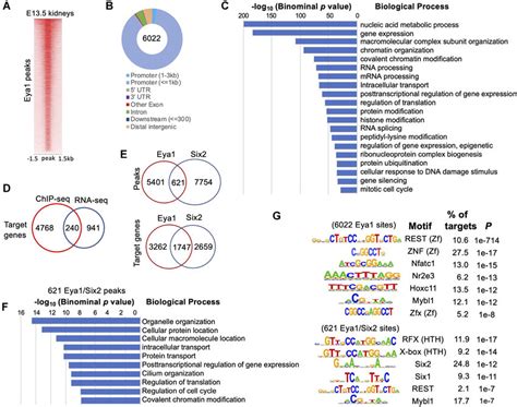 Genome Wide Occupancy By Eya1 In E13 5 Kidneys A Heat Map Showing