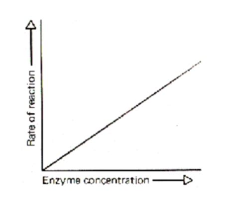 Enzyme Quiz Flashcards Quizlet