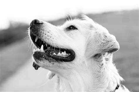 Dog Smile Photos Download The Best Free Dog Smile Stock Photos And Hd Images
