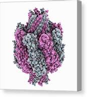 Clostridium Perfringens Betatoxin Photograph By Laguna Design Science