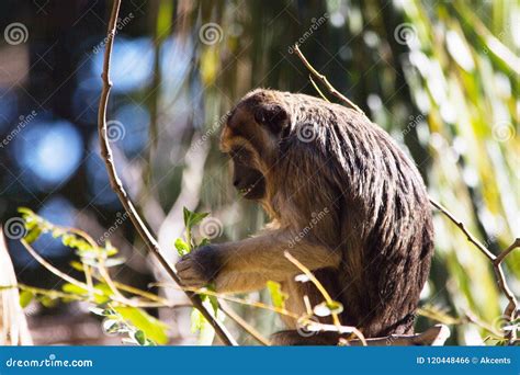 Golden Howler Monkey Ripping Tree Leaves From The Branches He`s Resting