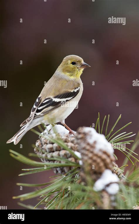 American Goldfinch Carduelis Tristis Male Western Montana Stock