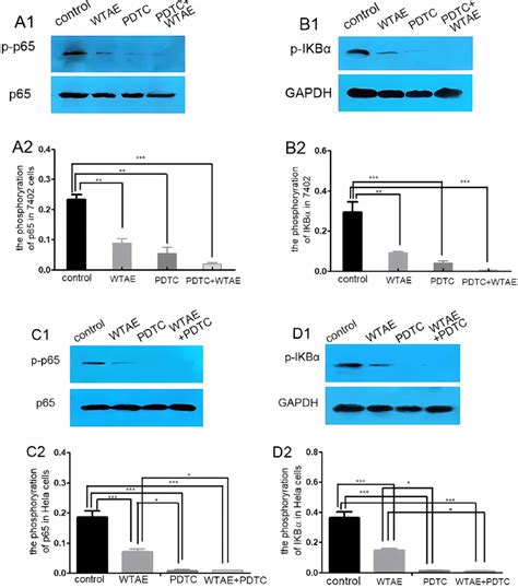 Activation level of p65 and IKBα in Hela cells and BEL 7402 culture