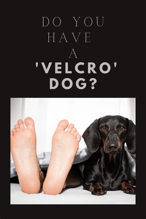 Velcro Dogs - What are they? - Waggy Tales