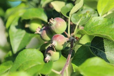 Fruit Tree Identification Guide Wild Town