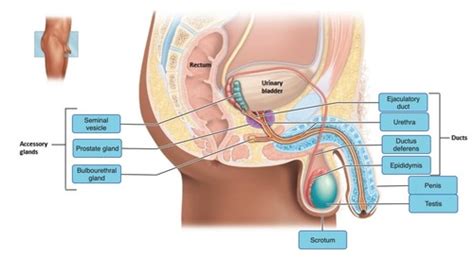 The Reproductive System Flashcards Quizlet