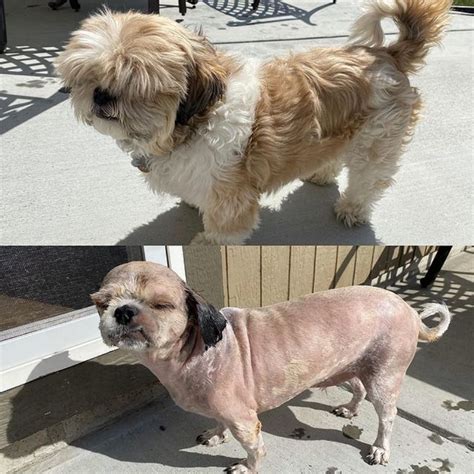 13 Dogs Before And After Haircuts That Are Simply Hilarious