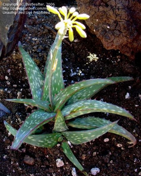 Plantfiles Pictures Aloe Species Aloe Sinkatana By Xenomorf