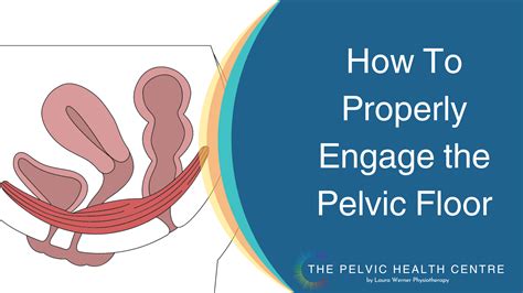 How Do You Properly Engage The Pelvic Floor Laura Werner Physiotherapy