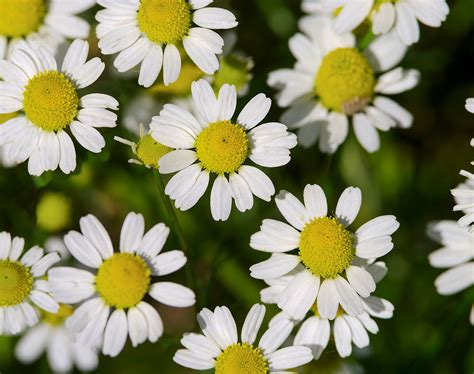 Chamomile Growing Kit