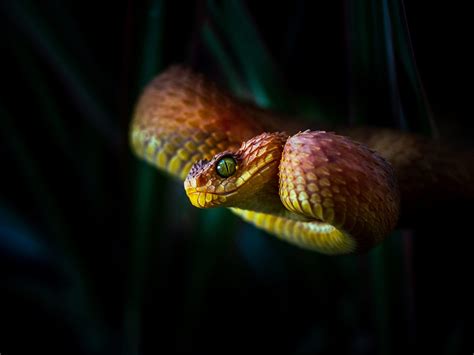 Expressive Snake Portraits By Ben Simon Rehn Capture Serpentine