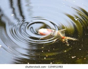 439 Shubunkin goldfish Images, Stock Photos & Vectors | Shutterstock