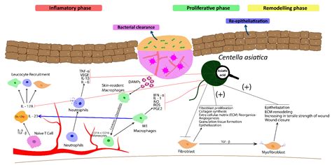 Metabolites Free Full Text Centella Asiatica And Its Metabolite