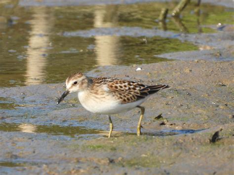 Least Sandpiper - Project-Nature