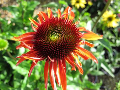 Echinacea Hot Lava PBR Coneflower Hot Lava Herbaceous Perennial RHS